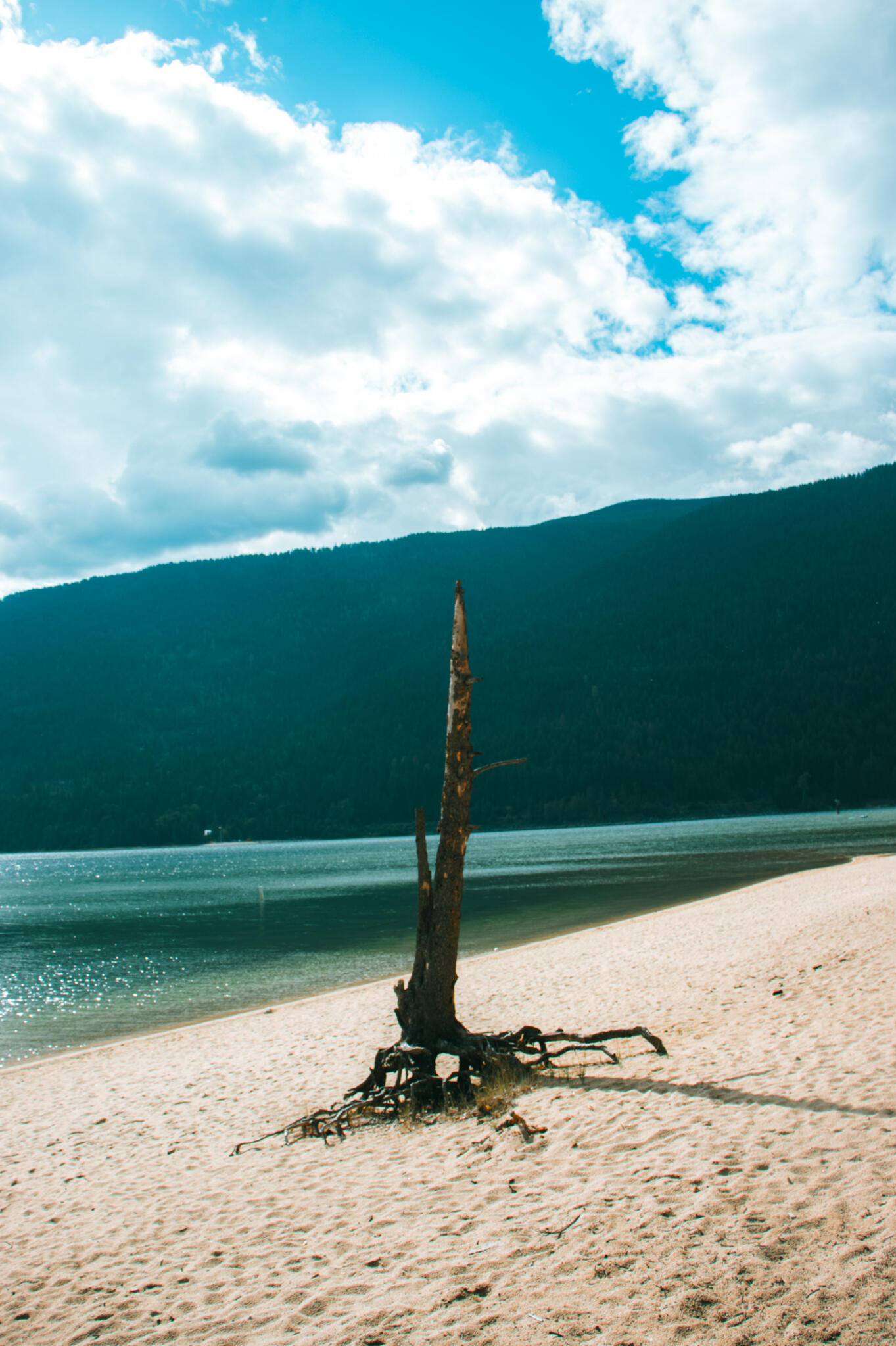 Kootenay National Park A tree stump on the beach, its rough texture contrasting with the smooth sand and the calm Kootenay lake in the background.